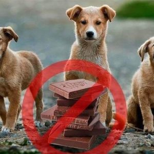 How Much Chocolate Can Kill A Dog