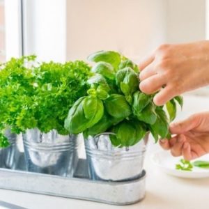 Top 5 Benefits Of Fresh Herbs