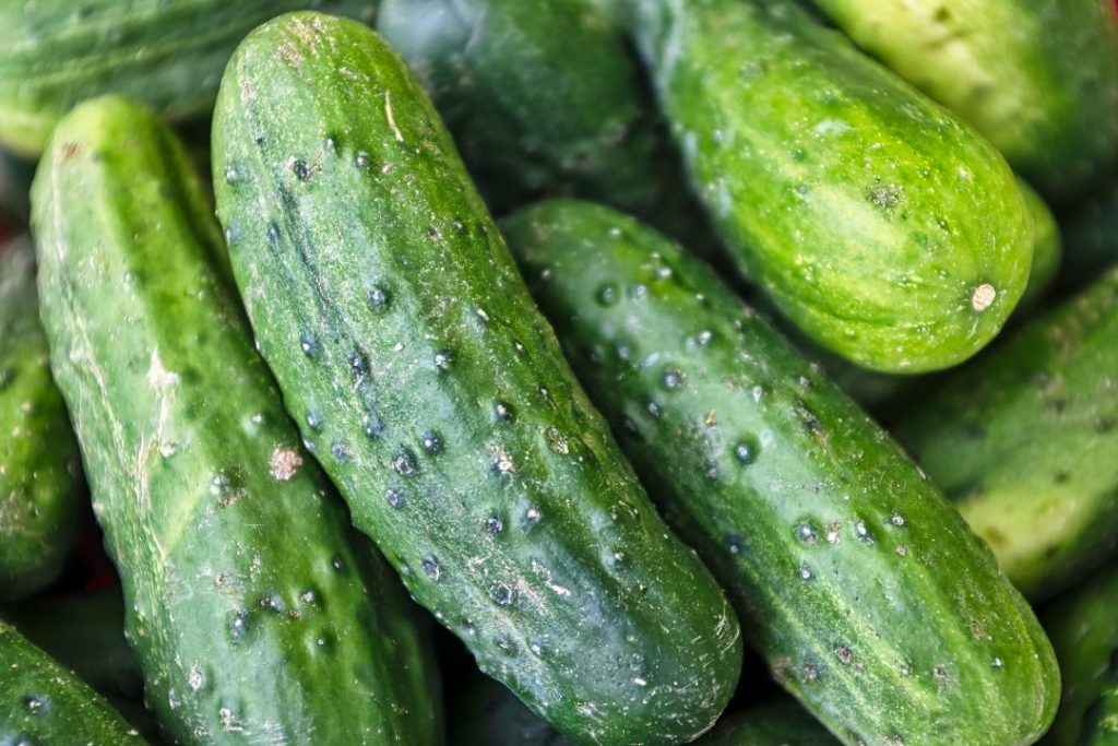 Is Cucumber a Fruit or Vegetable