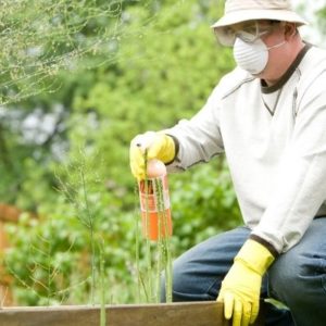 When to Use Vegetable Fertilizer?