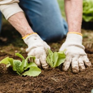 best mulch for vegetable garden