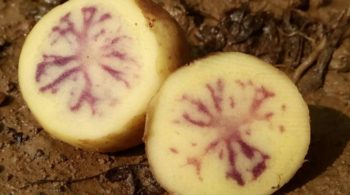 potato purple inside