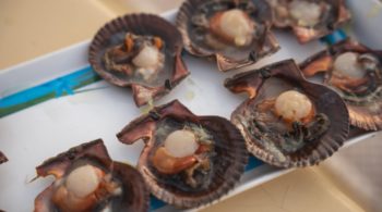 eating raw scallops safety