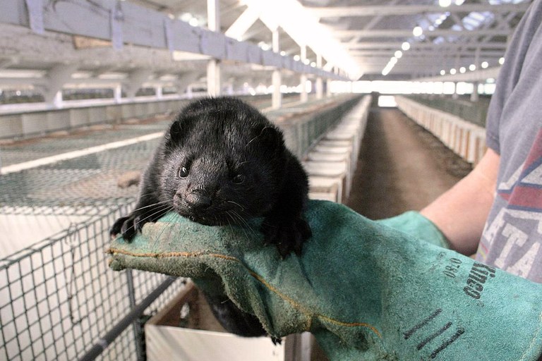Animal welfare in fur farming